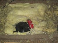 downlight_cover_install.jpg
