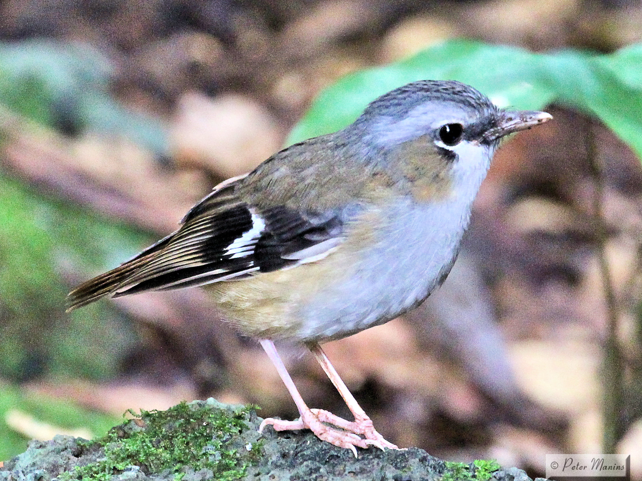 Grey-headed Robin